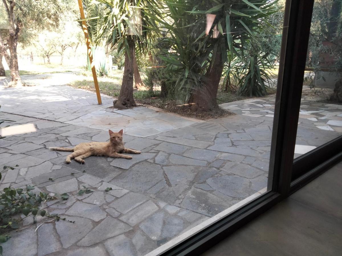 Cuntarati Nature Tourism - Simeto Etna 布龙泰 外观 照片
