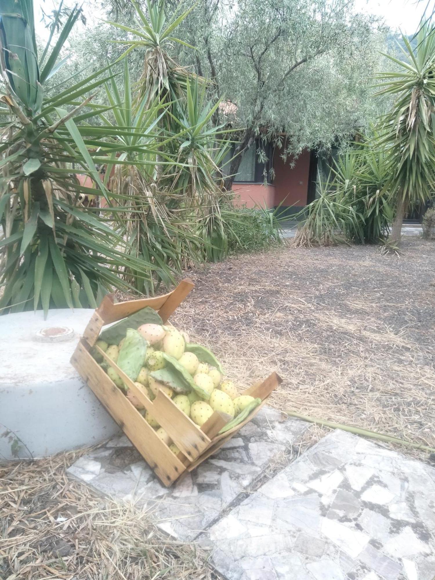 Cuntarati Nature Tourism - Simeto Etna 布龙泰 外观 照片